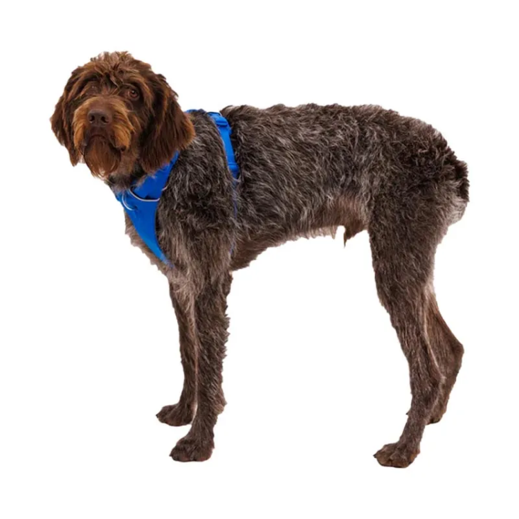 Ruffwear Front Range Dog Harness - Blue Pool