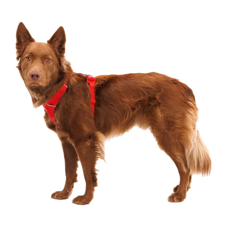 Ruffwear Front Range Dog Harness - Red Canyon